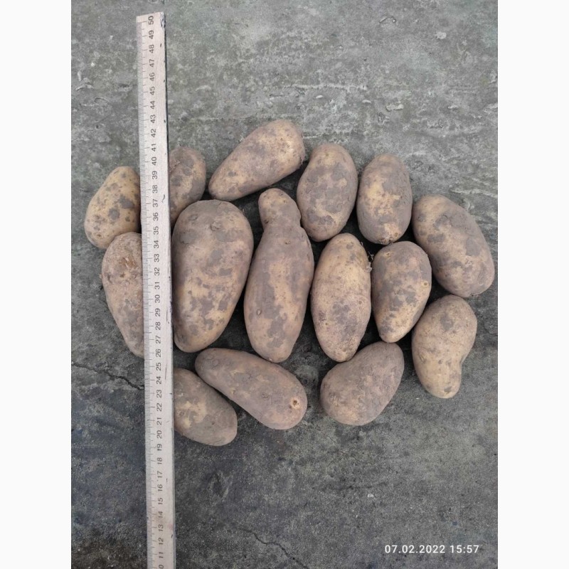Фото 3. Продам картоплю гранада