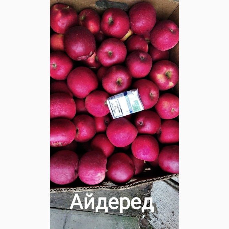 Фото 2. Продам яблука