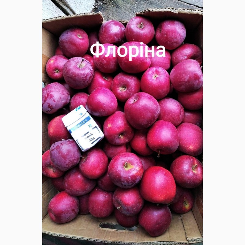 Фото 6. Продам яблука