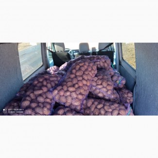 Продам картоплю хорошої якості