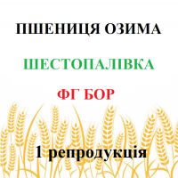 Насіння озимої пшениці ШЕСТОПАЛІВКА 1 репродукція ФГ БОР (ПОЛТАВА)