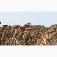 ТОВ НВФ Агротехнологія пропонує посівний матеріал гібридів соняшника власної селекції
