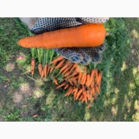 Продам моркву, сорт «Болівар», можливий опт