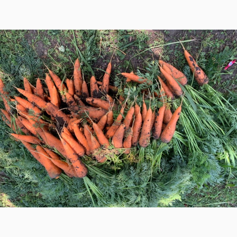 Фото 2. Продам моркву, сорт «Болівар», можливий опт