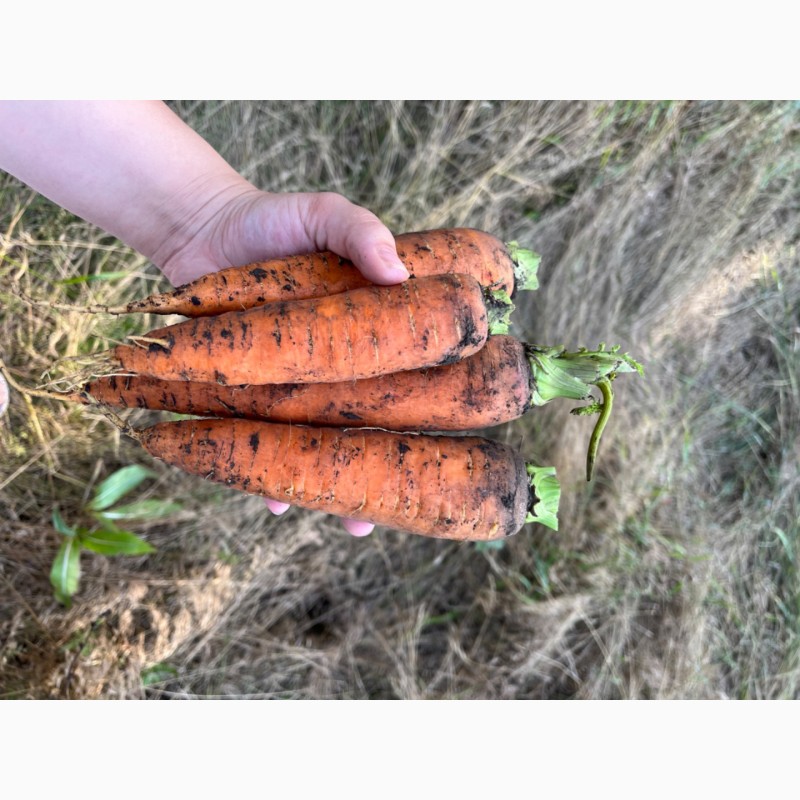 Фото 3. Продам моркву, сорт «Болівар», можливий опт