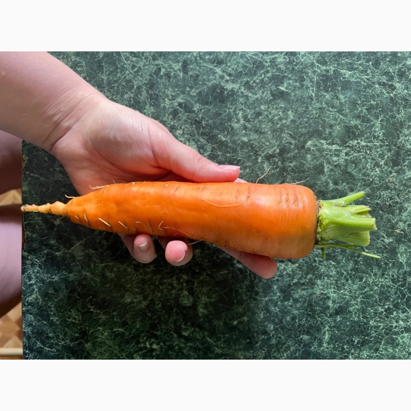 Фото 4. Продам моркву, сорт «Болівар», можливий опт