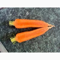 Продам моркву, сорт «Болівар», можливий опт