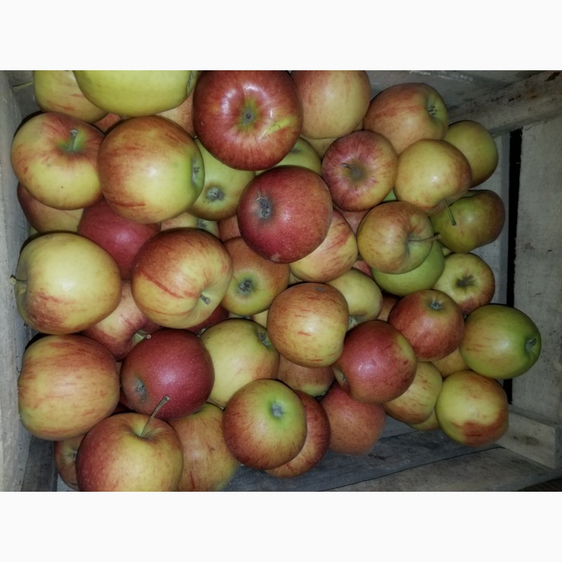 Фото 2. Продам яблука різні сорти