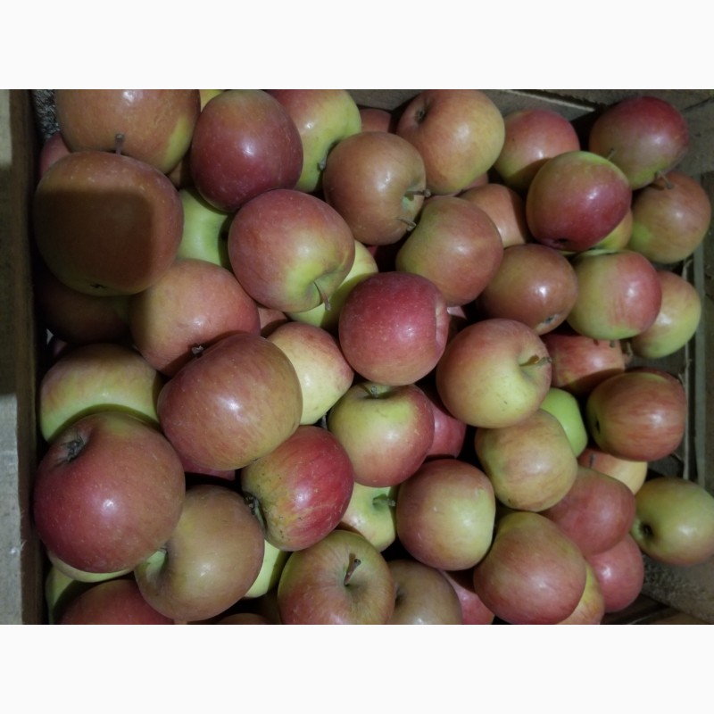 Фото 3. Продам яблука різні сорти