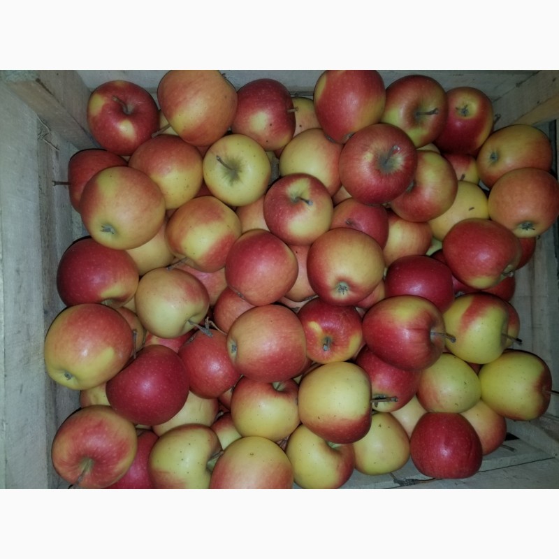 Фото 4. Продам яблука різні сорти