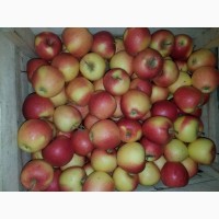 Продам яблука різні сорти