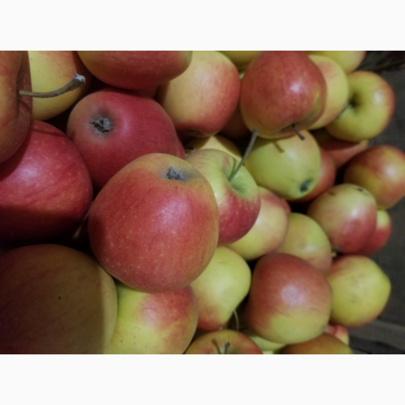 Фото 5. Продам яблука різні сорти