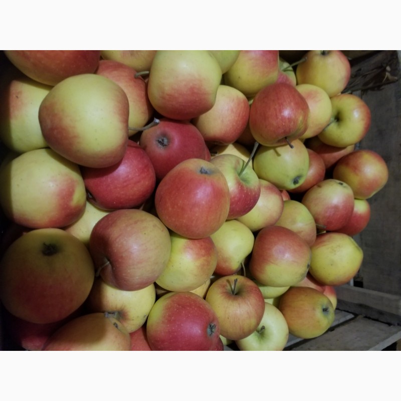 Фото 6. Продам яблука різні сорти