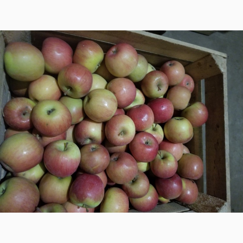 Фото 7. Продам яблука різні сорти