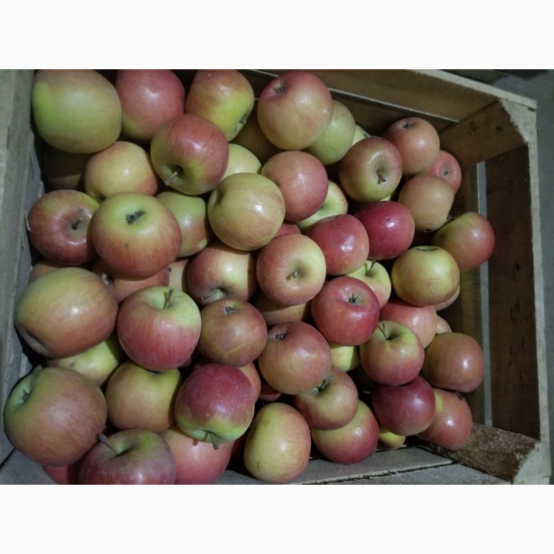 Фото 8. Продам яблука різні сорти