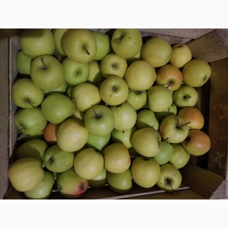 Фото 9. Продам яблука різні сорти