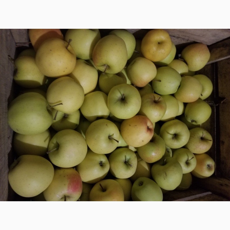 Фото 10. Продам яблука різні сорти