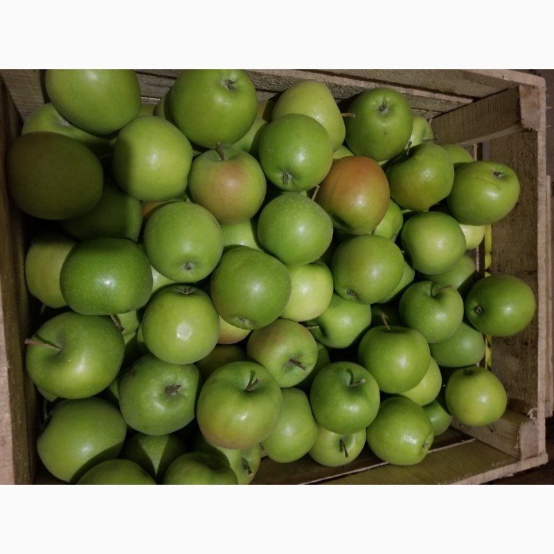 Фото 12. Продам яблука різні сорти