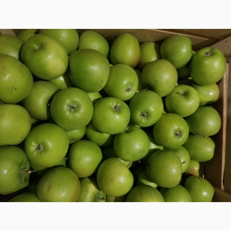 Фото 14. Продам яблука різні сорти
