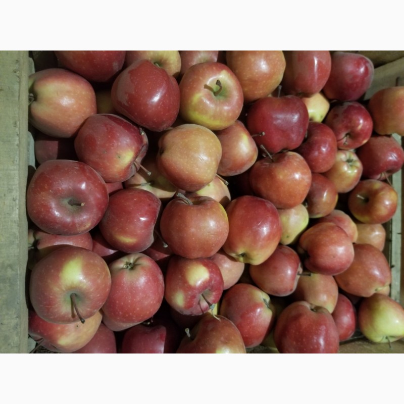 Фото 15. Продам яблука різні сорти