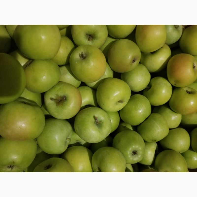 Фото 17. Продам яблука різні сорти
