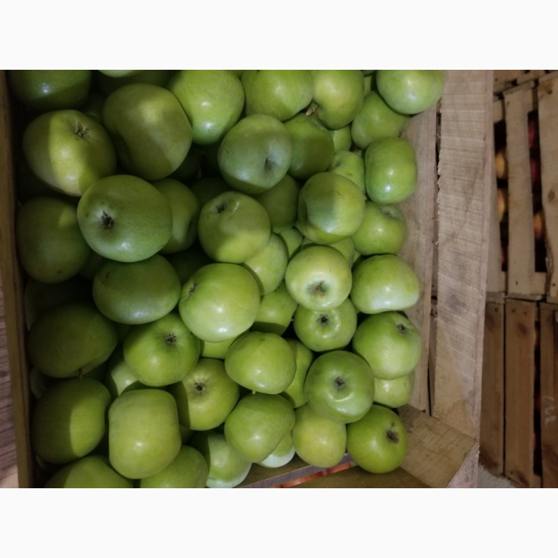 Фото 18. Продам яблука різні сорти