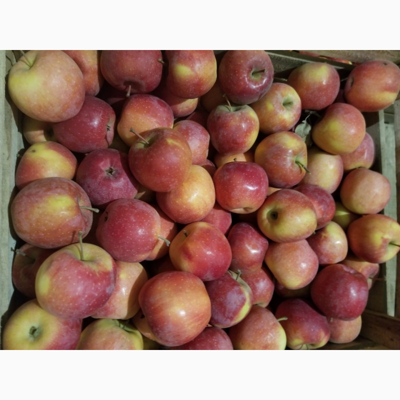 Фото 19. Продам яблука різні сорти