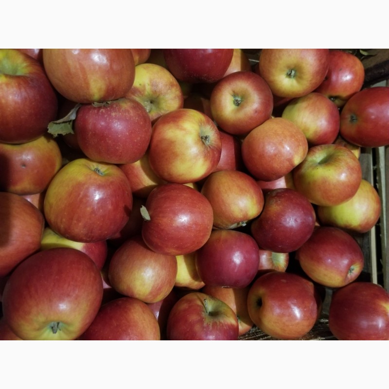 Фото 20. Продам яблука різні сорти