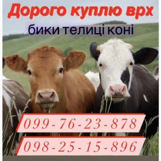 Куплю корови телиці бики