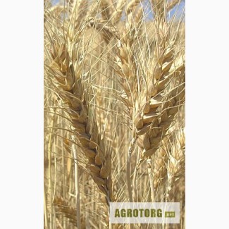 Семена яровой пшеницы