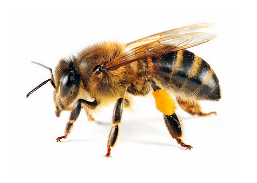Фото 2. Весняна підгодівля бджіл
