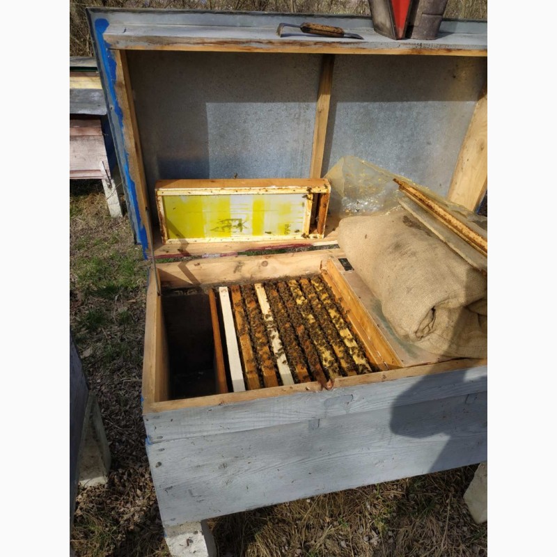 Фото 3. Пчелопакеты, бджолопакети с доставкою