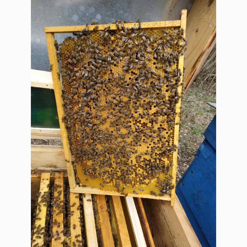 Фото 4. Пчелопакеты, бджолопакети с доставкою