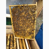 Пчелопакеты, бджолопакети с доставкою
