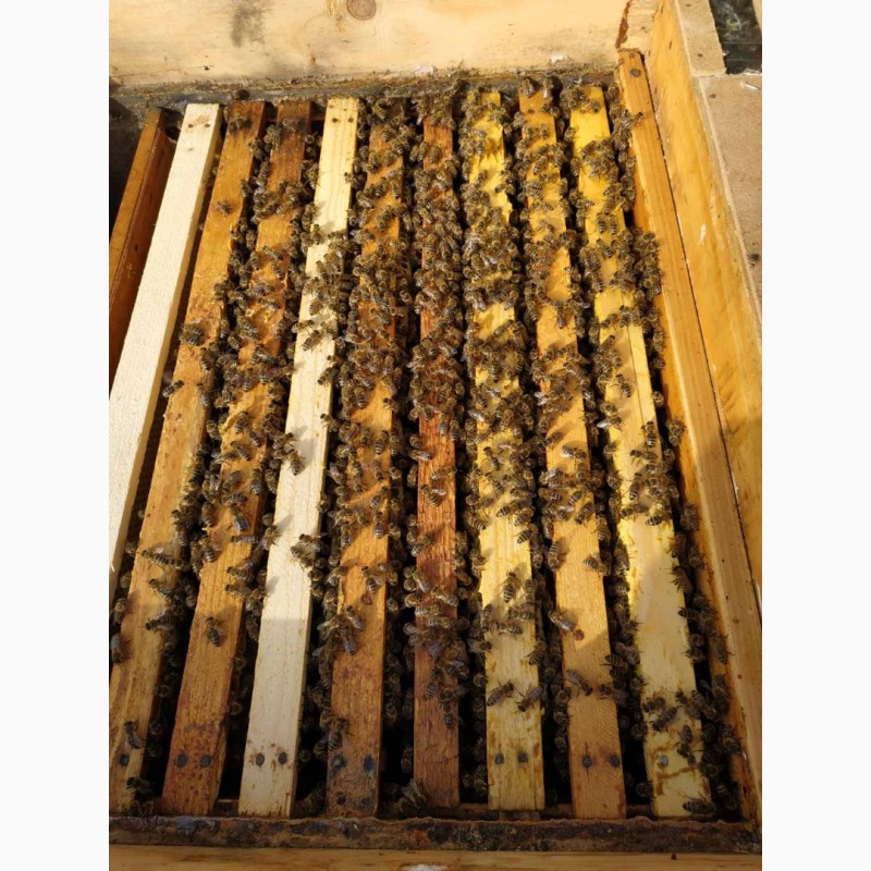 Фото 5. Пчелопакеты, бджолопакети с доставкою