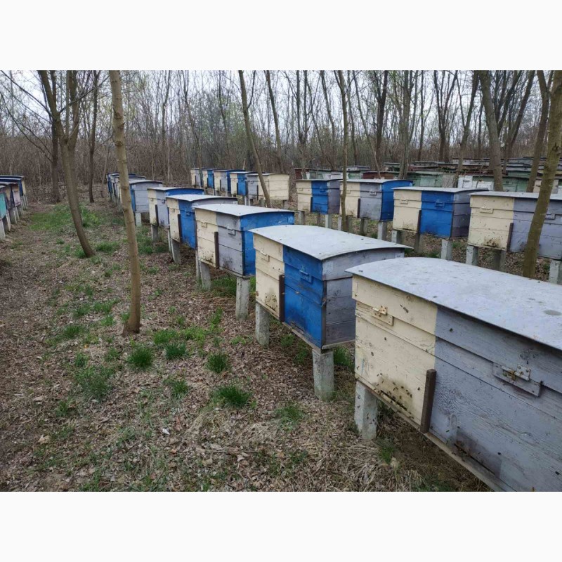 Фото 6. Пчелопакеты, бджолопакети с доставкою