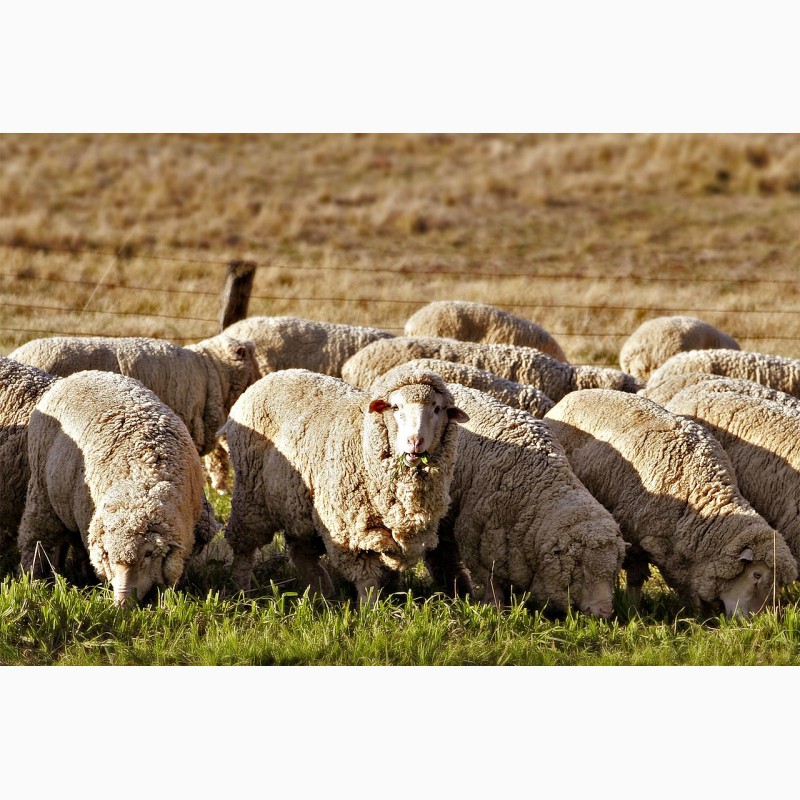 Фото 2. Куплю вівці