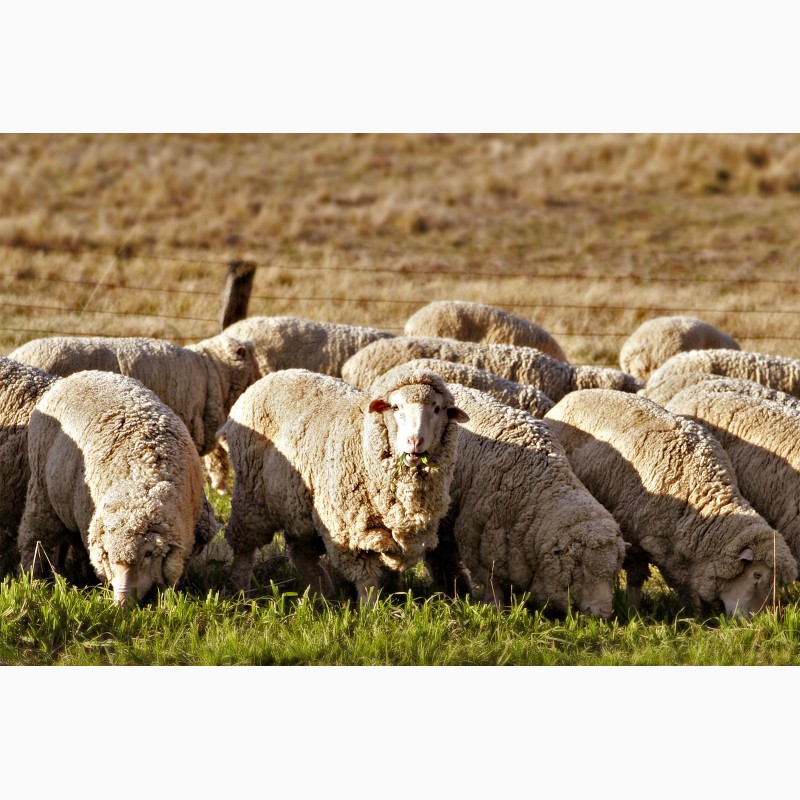 Фото 4. Куплю вівці