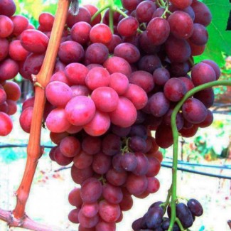 Интересует закупка винограда