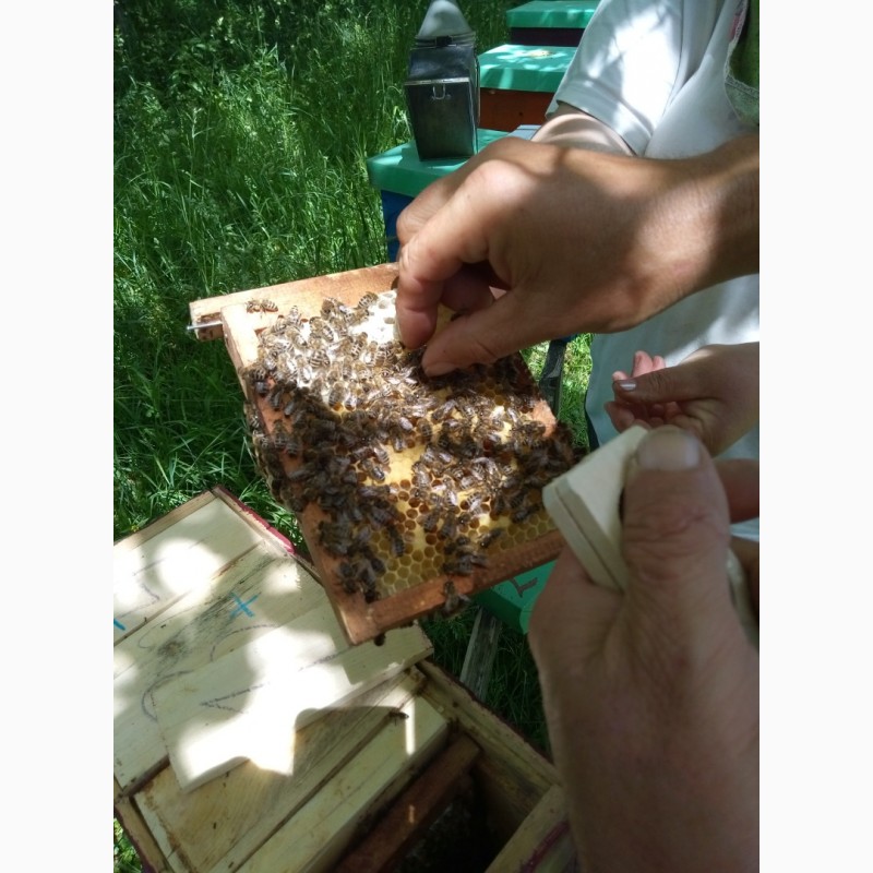 Фото 3. Продам бджоломатки карпатки приймаю замовлення 2019