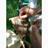 Продам бджоломатки карпатки приймаю замовлення 2019