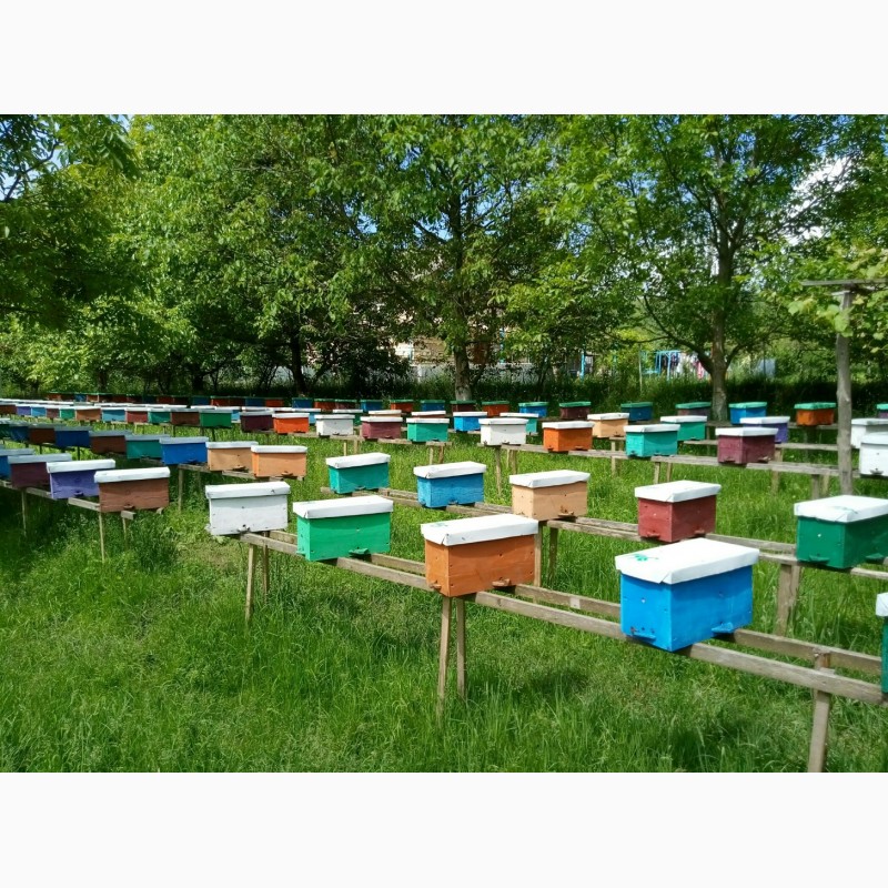 Фото 6. Продам бджоломатки карпатки приймаю замовлення 2019