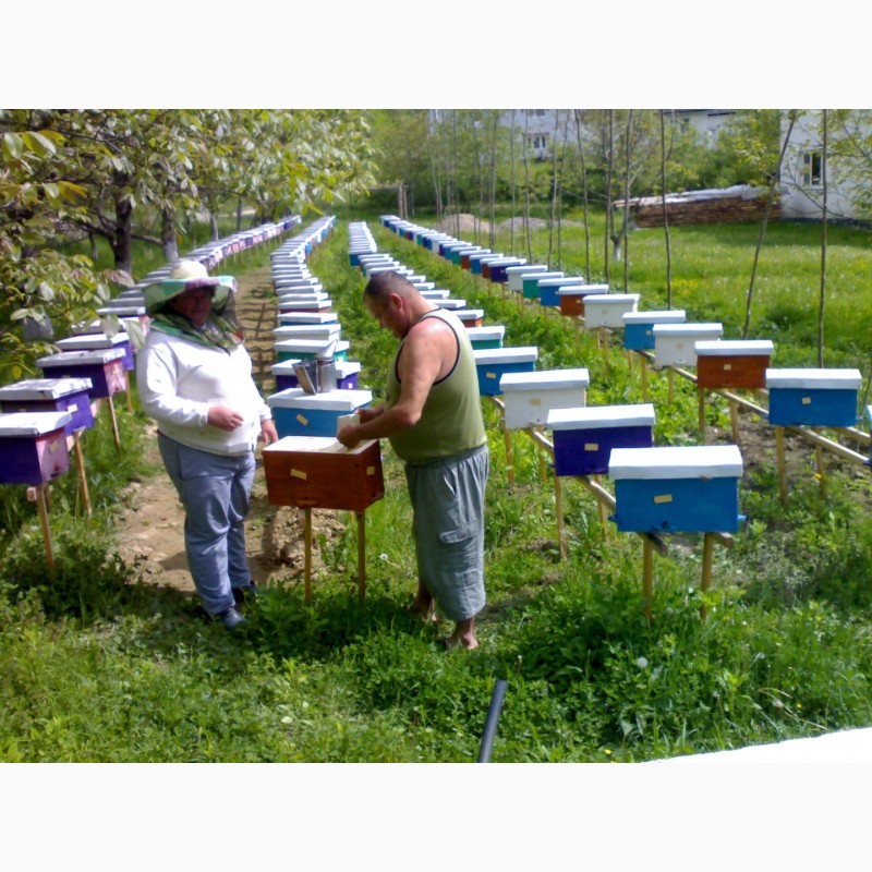 Фото 7. Продам бджоломатки карпатки приймаю замовлення 2019