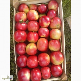 Продажа Крупных Яблок из сада