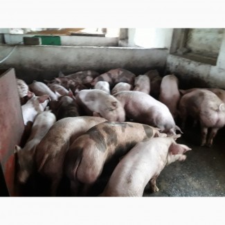 Продам свині живою вагою