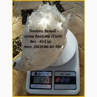 Инкубационные яйца супер - бройлер Белый Техасец - (США Texas)