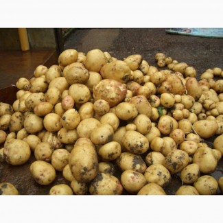 Срочно куплю торговый картофель в Запорожье, Санте, Белла или Ревьера 20-ть тонн