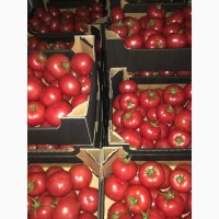 Продам розовые помидоры, импорт Польша