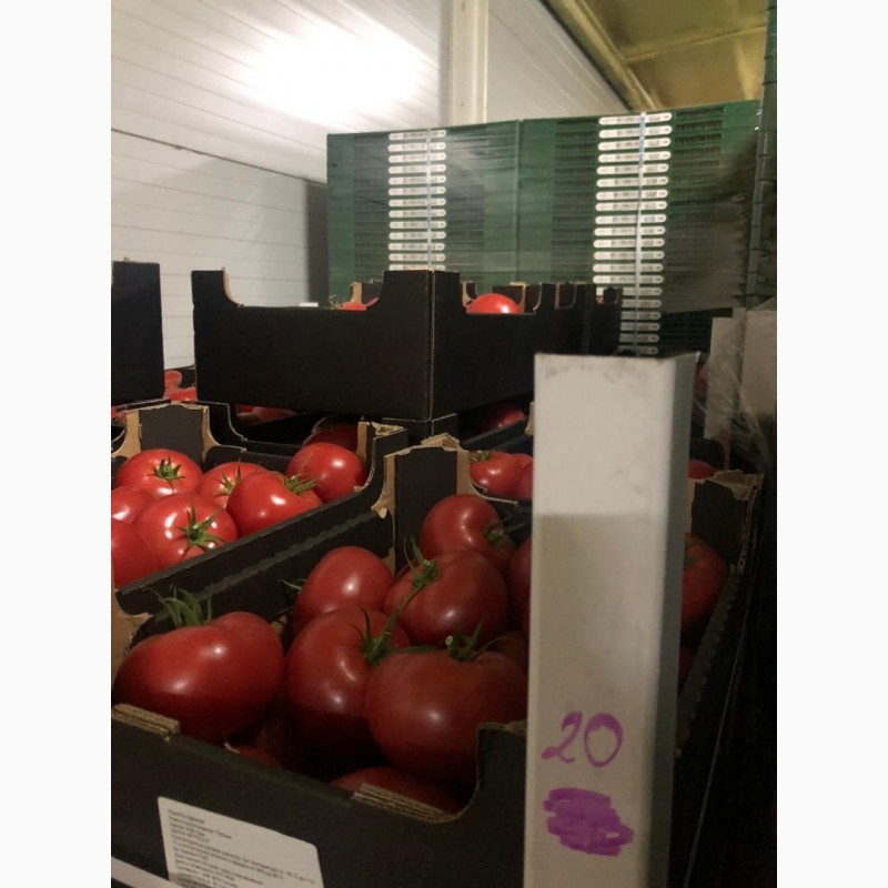 Фото 2. Продам розовые помидоры, импорт Польша
