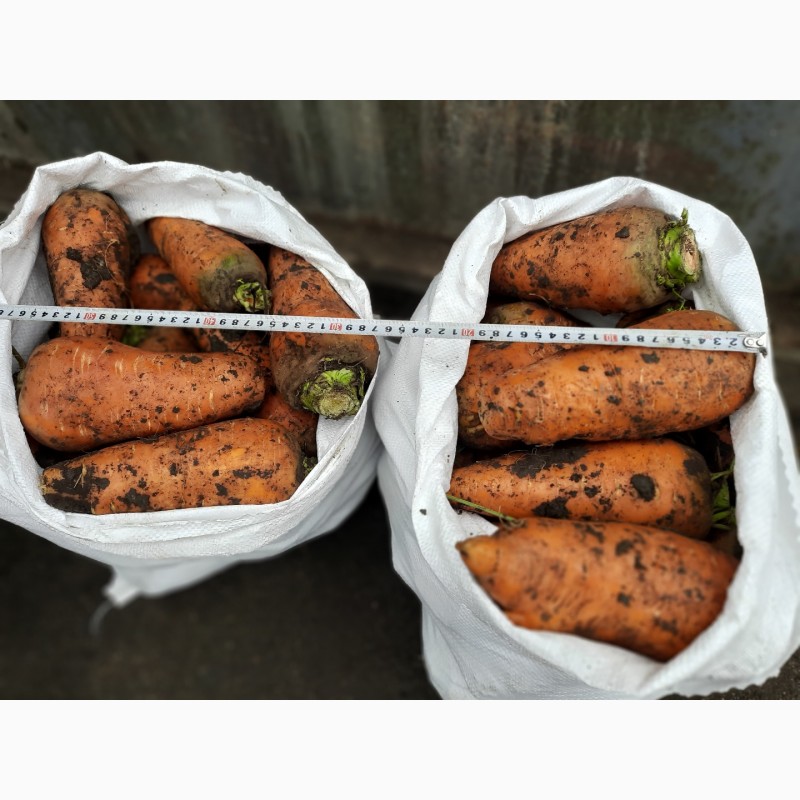 Фото 2. Продаем крупную морковь на переработку